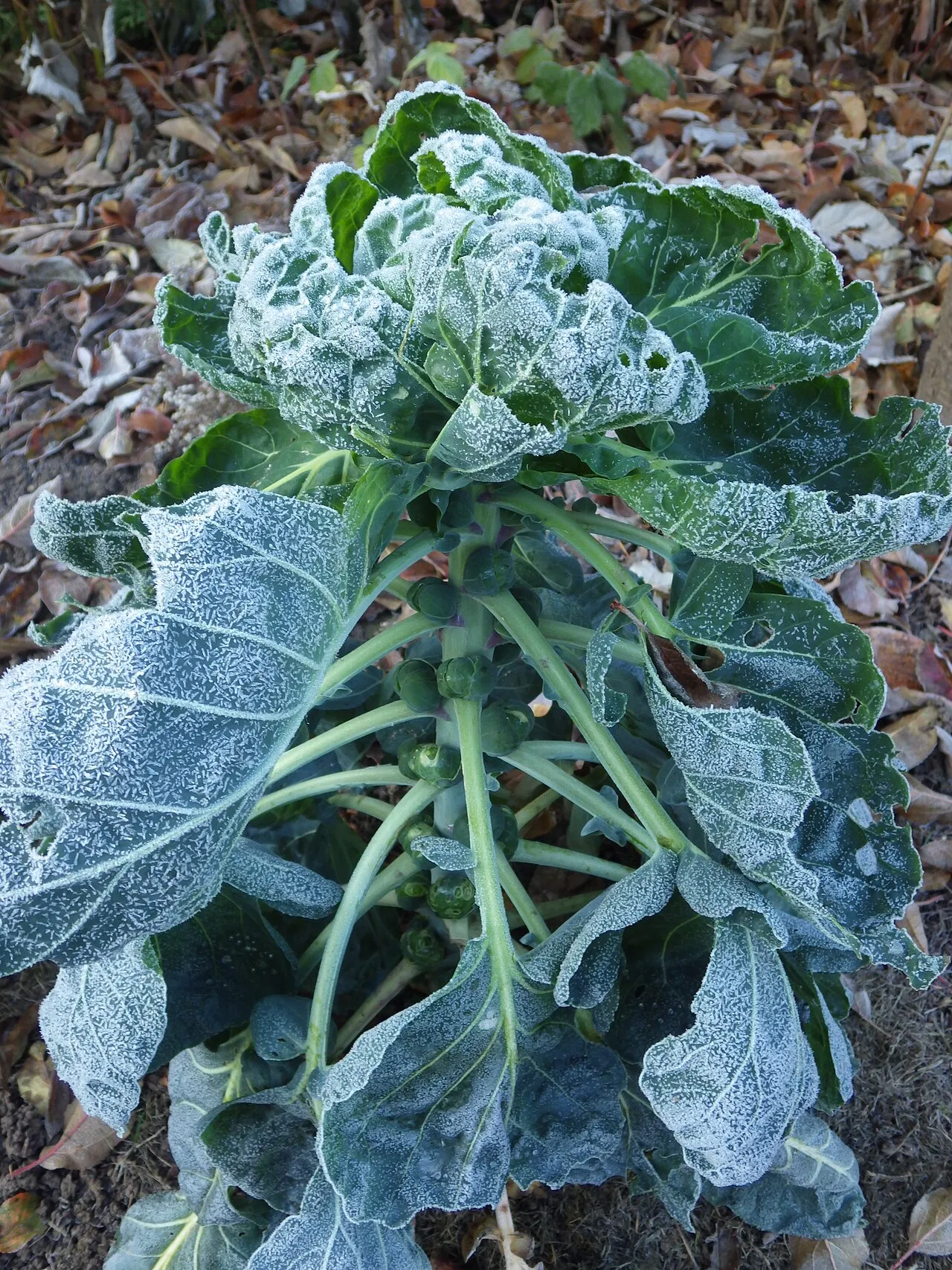 A Brussels sprout plant covered in hoar frost, its leaves rimed white and undamaged, with small green sprouts clustered in the leaf axils along the central stalk.