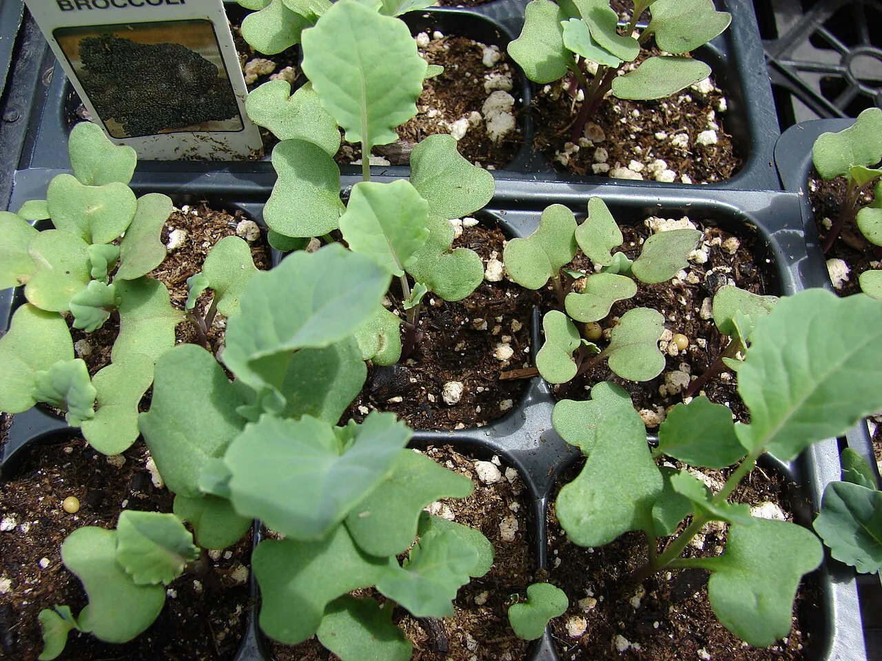 Young broccoli seedlings with blue-green rounded leaves growing in the cells of a black plastic plug tray, beside a broccoli label.