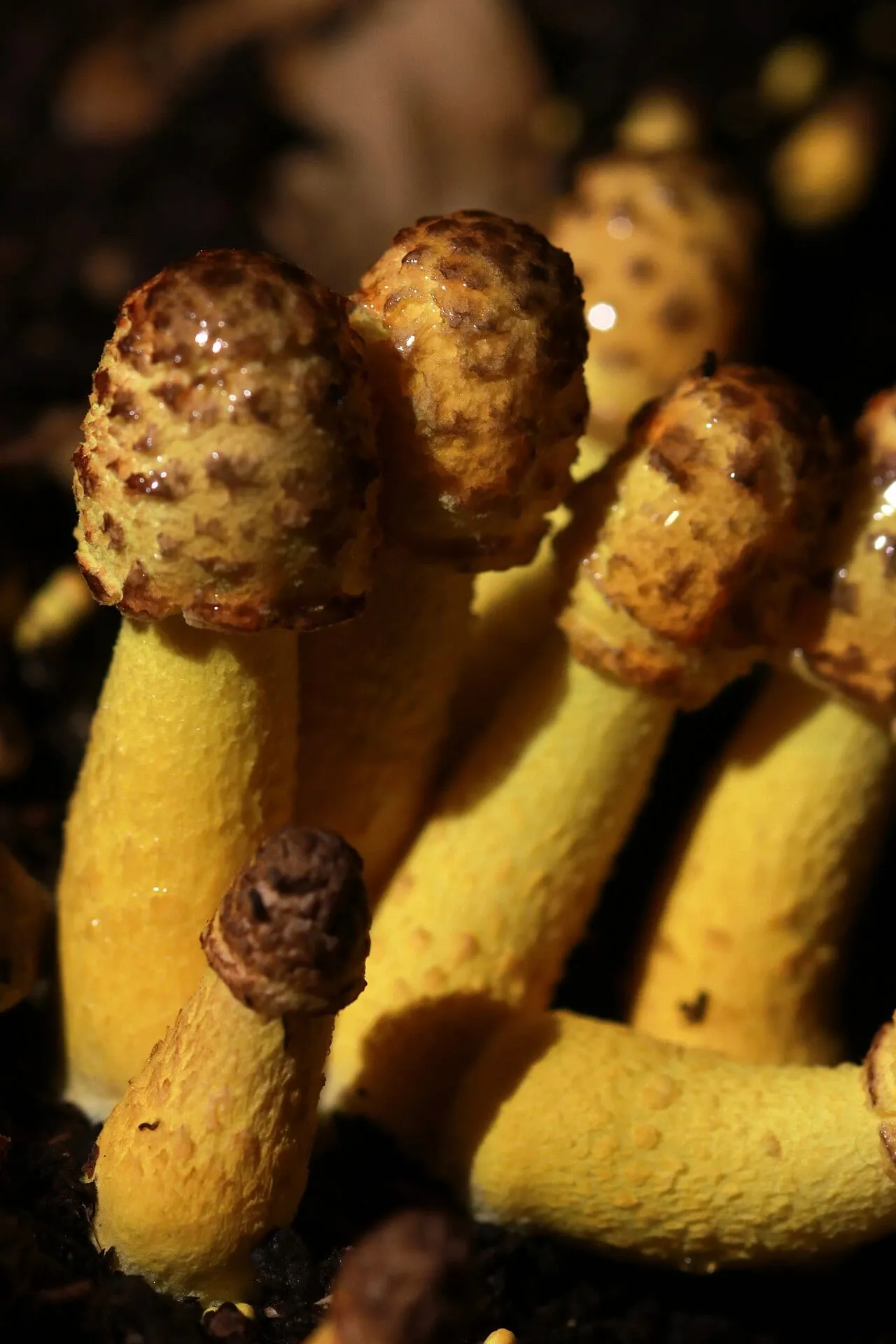 A cluster of small bright yellow mushrooms with rough brown-flecked caps pushing up through dark potting soil.