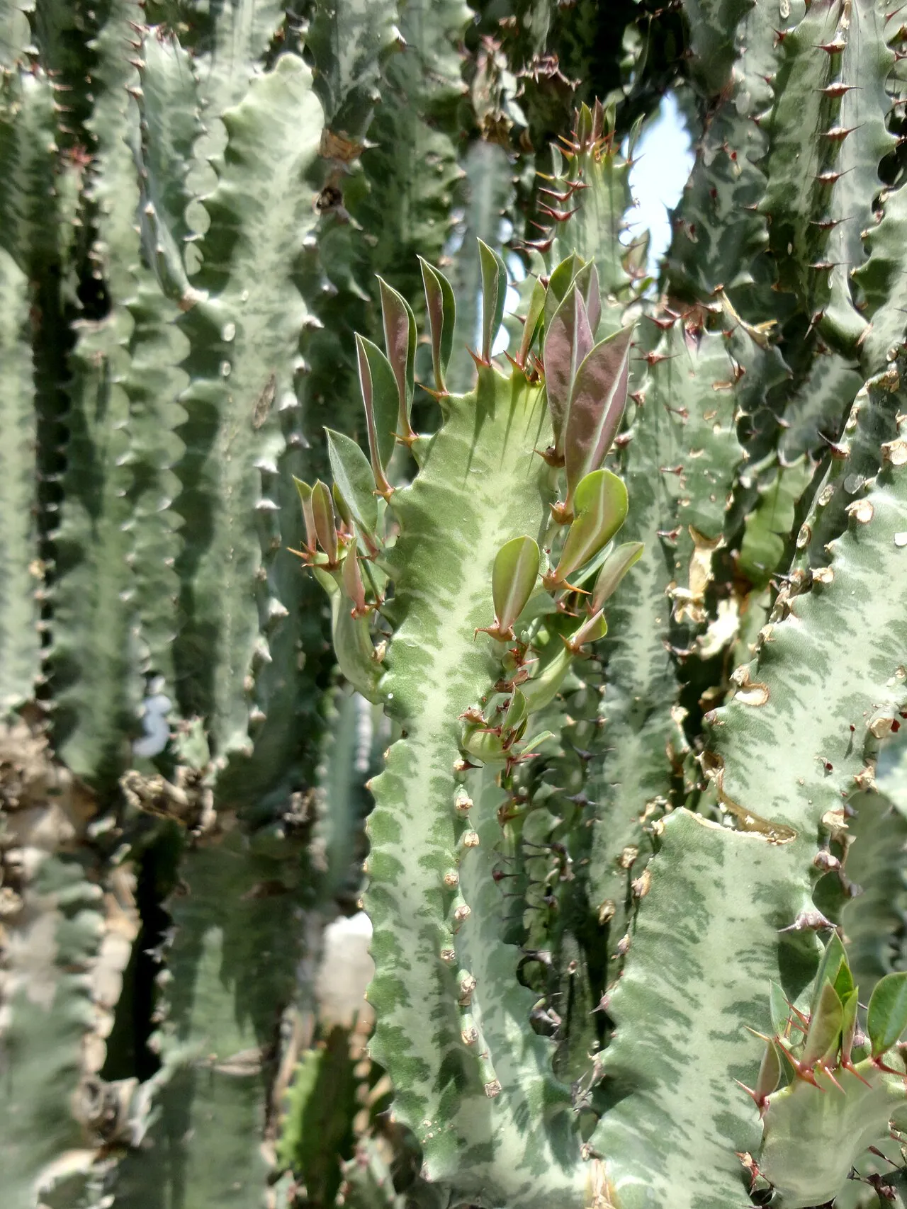 Upright three-angled succulent stems of Euphorbia trigona with marbled green and pale markings, paired red-brown spines along the ridges, and small teardrop-shaped leaves emerging near the tips.