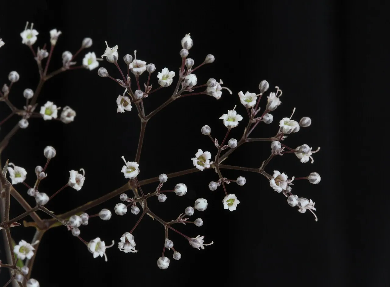 A finely branched spray of baby's breath against a black background, carrying dozens of tiny white five-petalled flowers and grey-purple unopened buds.