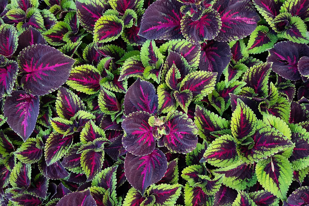 A dense mass planting of two coleus cultivars, one with deep purple leaves veined in magenta and one chartreuse-green with magenta centres, all with scalloped edges.