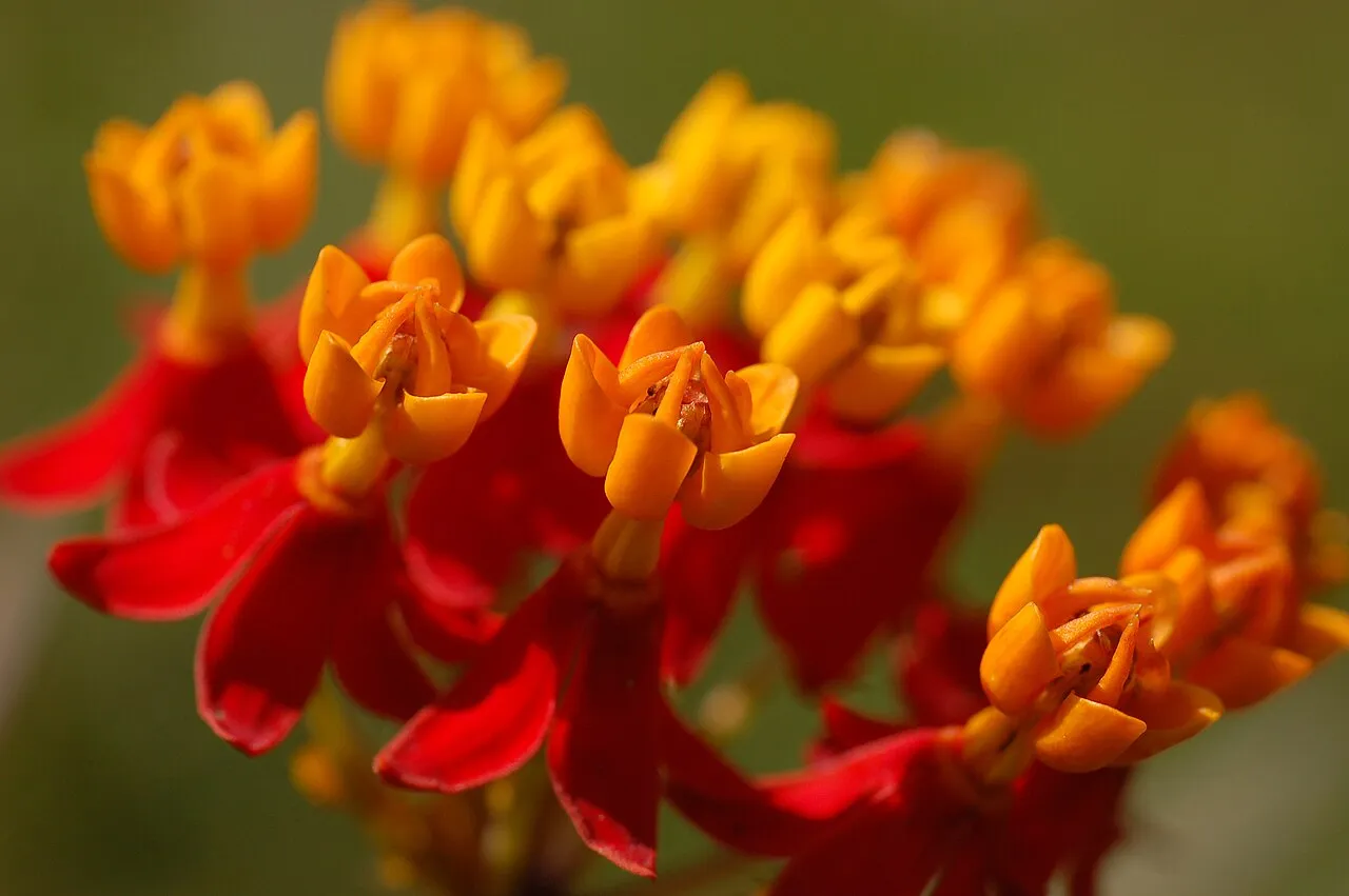 A cluster of tropical milkweed flowers in close-up, each with swept-back scarlet petals below a crown of bright orange hoods.
