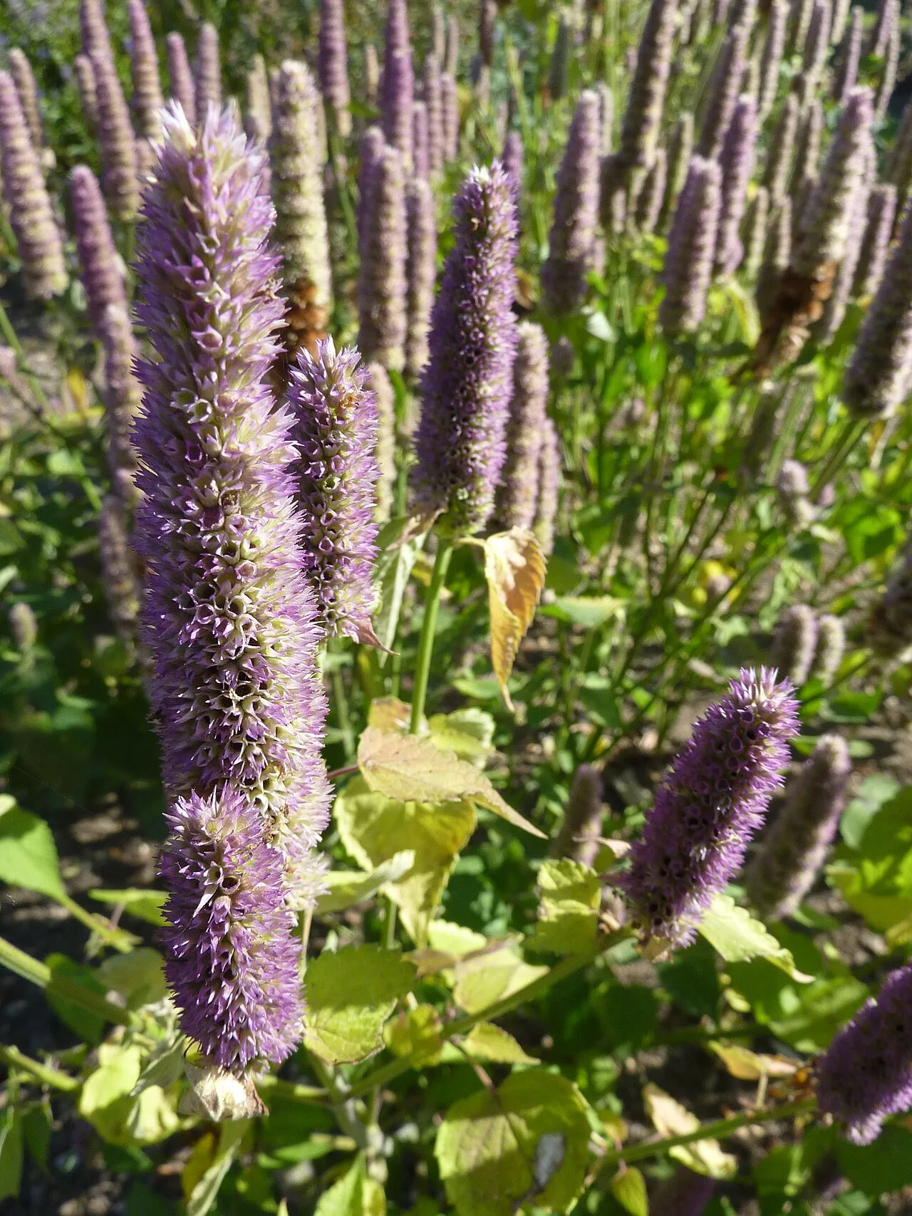 Dense upright bottlebrush spikes of small purple anise hyssop flowers, with more spikes receding behind and soft green mint-family foliage below.