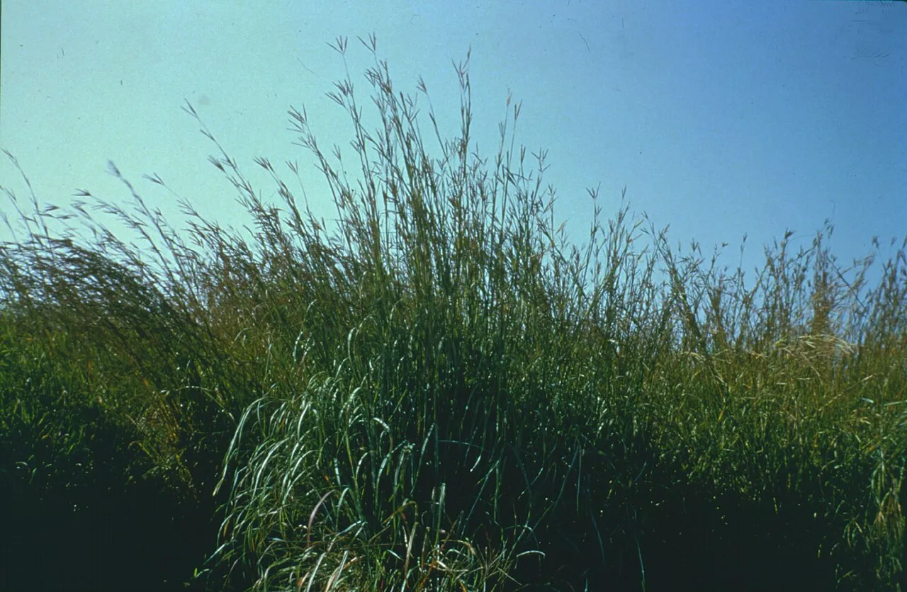 A tall clump of big bluestem grass silhouetted against a clear blue sky, its slender stems topped with branched seed heads rising above surrounding prairie.