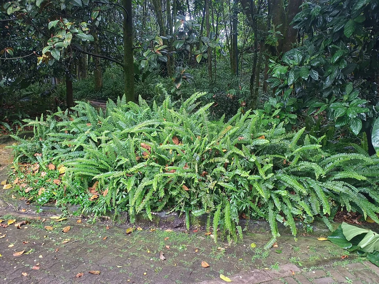 A large mass of Boston ferns growing outdoors along a paved path, with long arching once-divided fronds spilling over a low wall beneath trees.