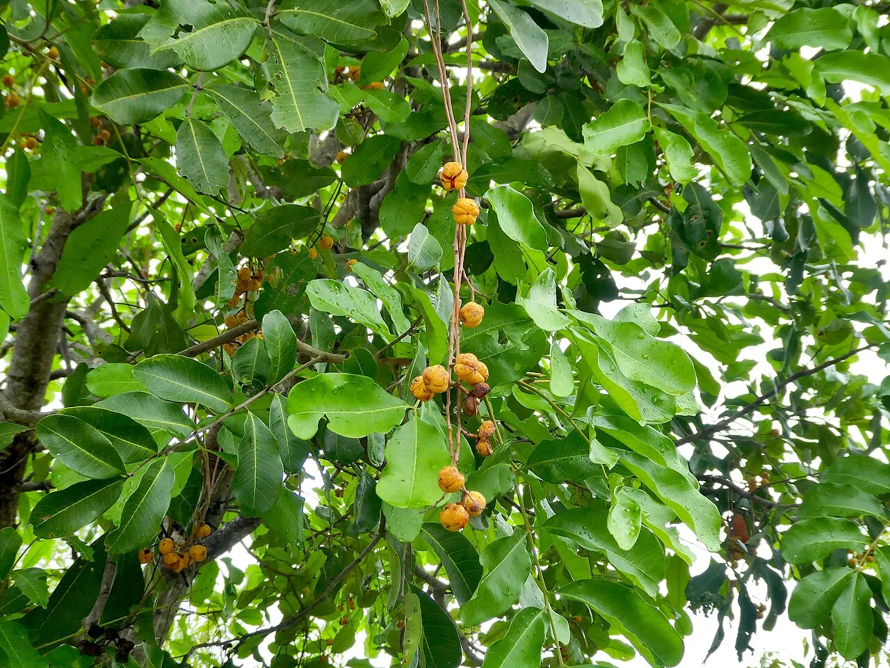 Carrotwood branches seen from below, with glossy compound leaves of blunt-tipped leaflets and clusters of warty yellow-orange seed capsules hanging among them.