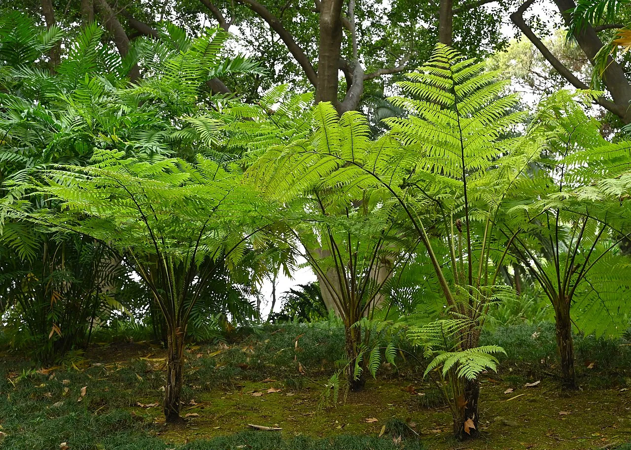A group of Australian tree ferns in a botanic garden, slender dark trunks topped with wide arching crowns of bright green lacy fronds, with a young plant in front.