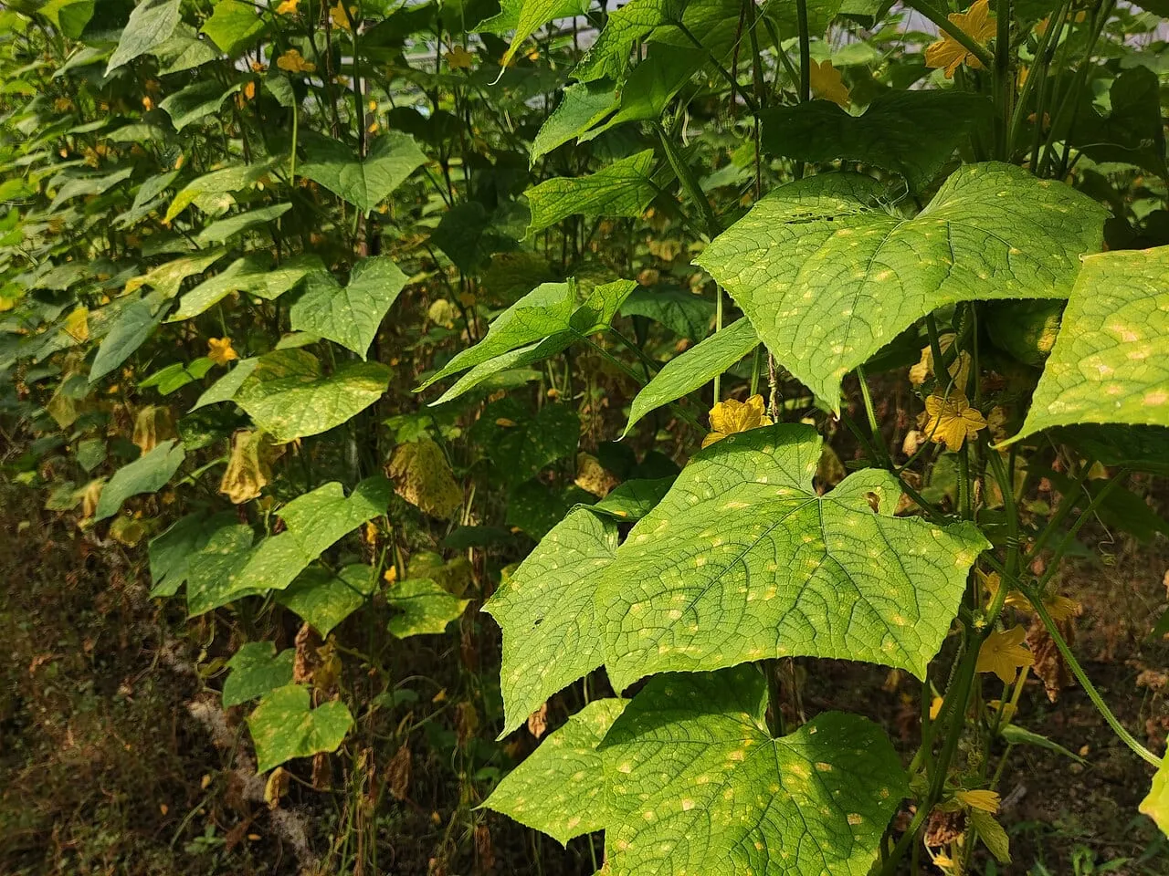 A row of cucumber plants whose upper leaves are marked with pale yellow angular patches between the veins, with older browned leaves below.