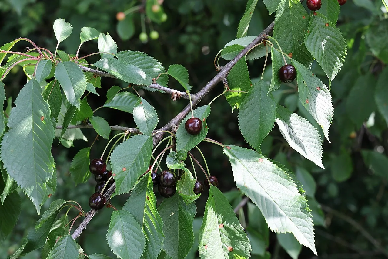 Dark glossy red-black sweet cherries hanging in clusters from a branch, surrounded by serrated green cherry leaves.