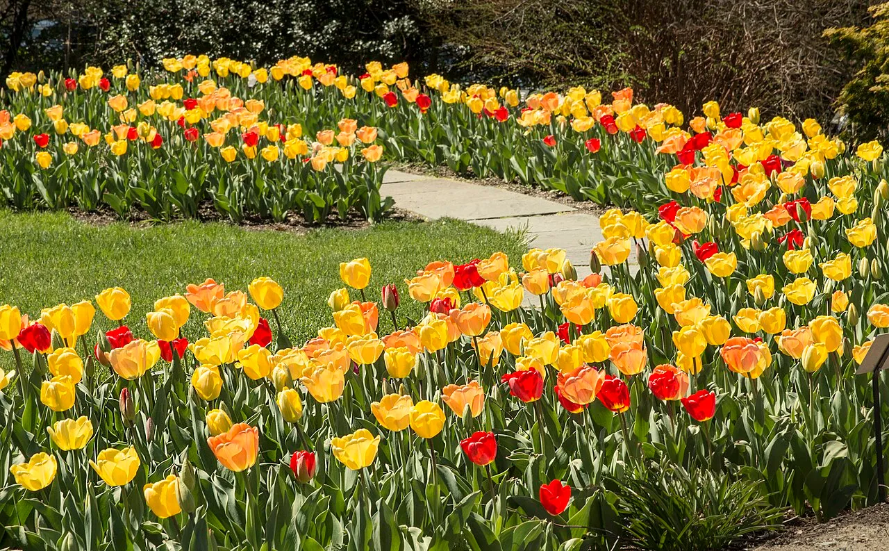 Densely mass-planted borders of yellow, orange and red tulips flanking a stone path in a botanic garden in spring.