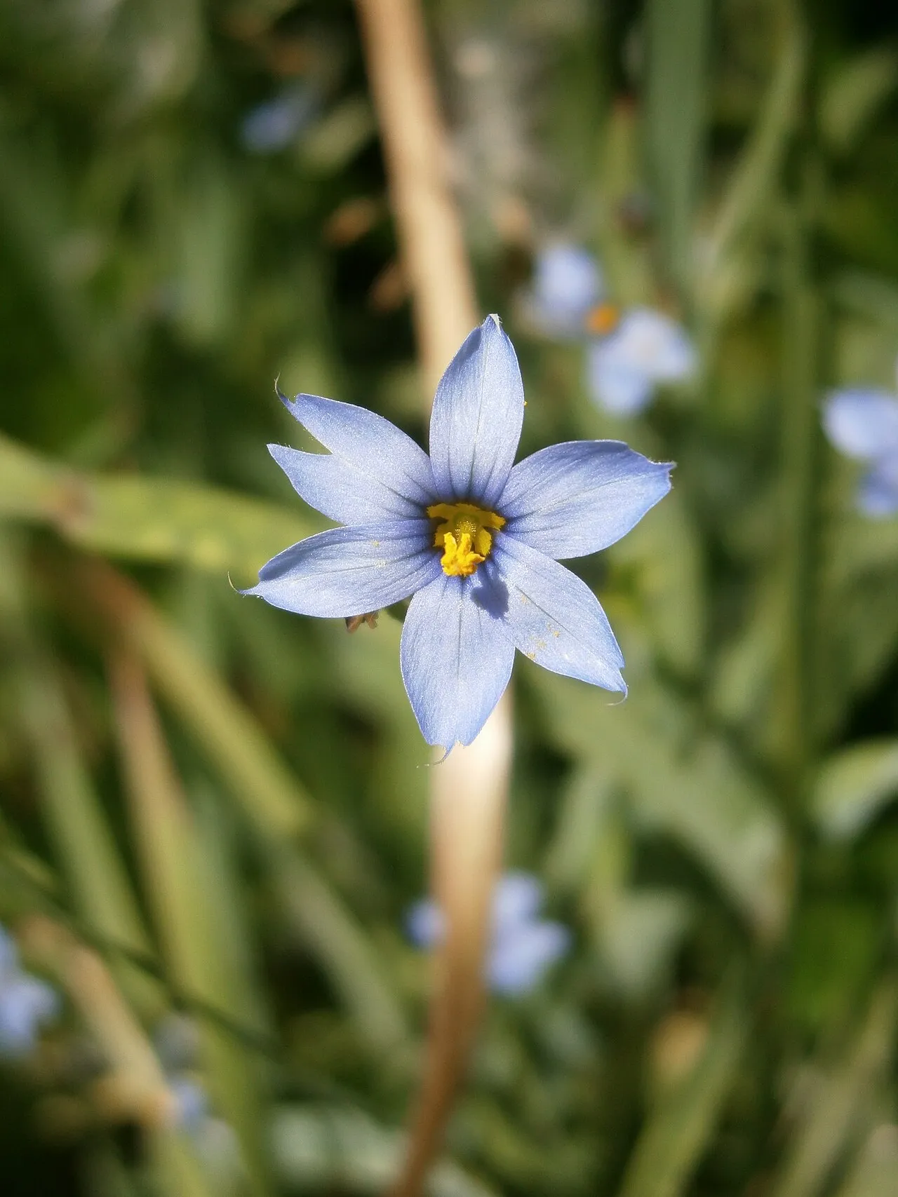 A single pale blue-violet blue-eyed grass flower with six pointed tepals and a bright yellow centre, on a flattened green stem among narrow grassy leaves.