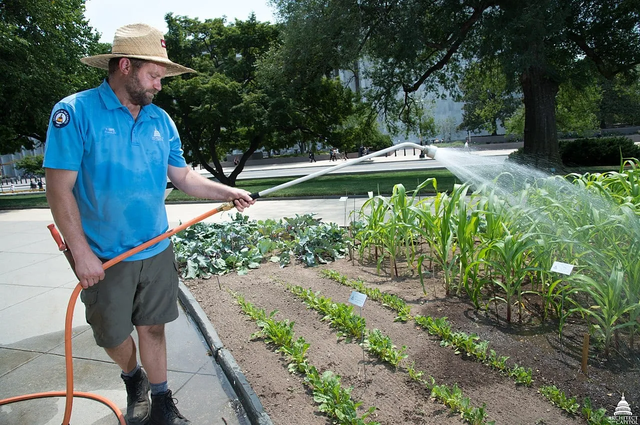 A gardener in a straw hat watering rows of young vegetables and sweetcorn with a hose wand.