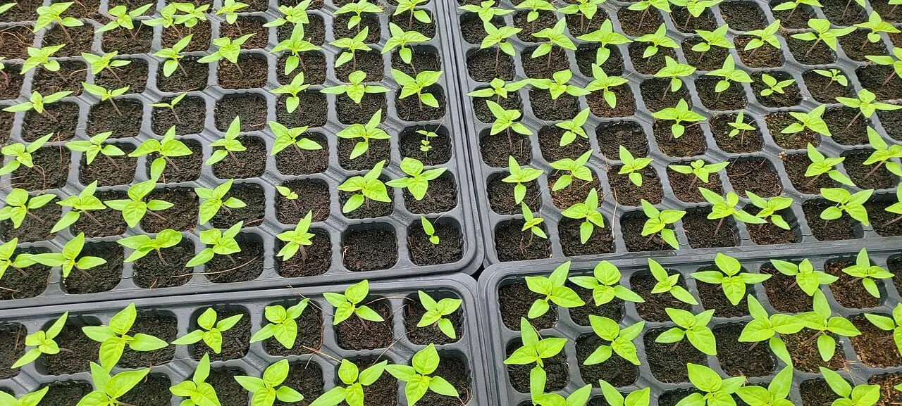 Plug trays packed with young seedlings at the two-true-leaf stage, viewed from above.