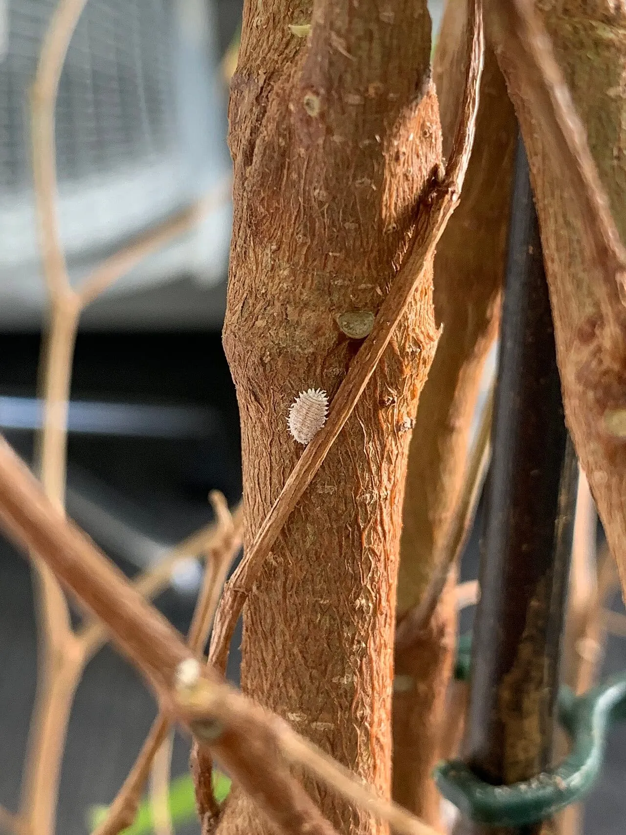 A single white, segmented mealybug with short waxy filaments around its edge, clinging to the woody stem of a potted plant.