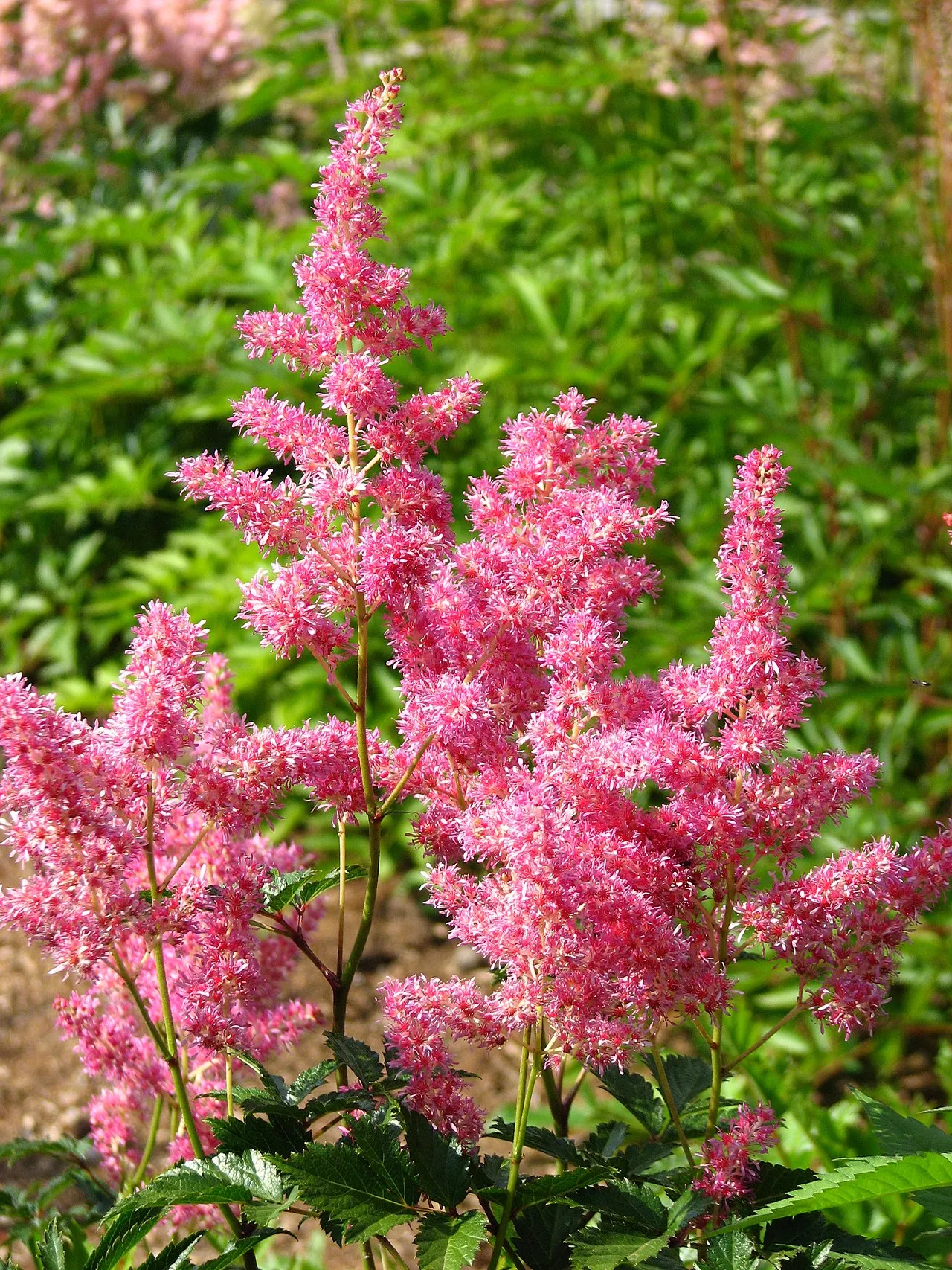 Tall feathery pink astilbe plumes on branching stems above deeply divided, toothed dark green foliage in a sunny border.