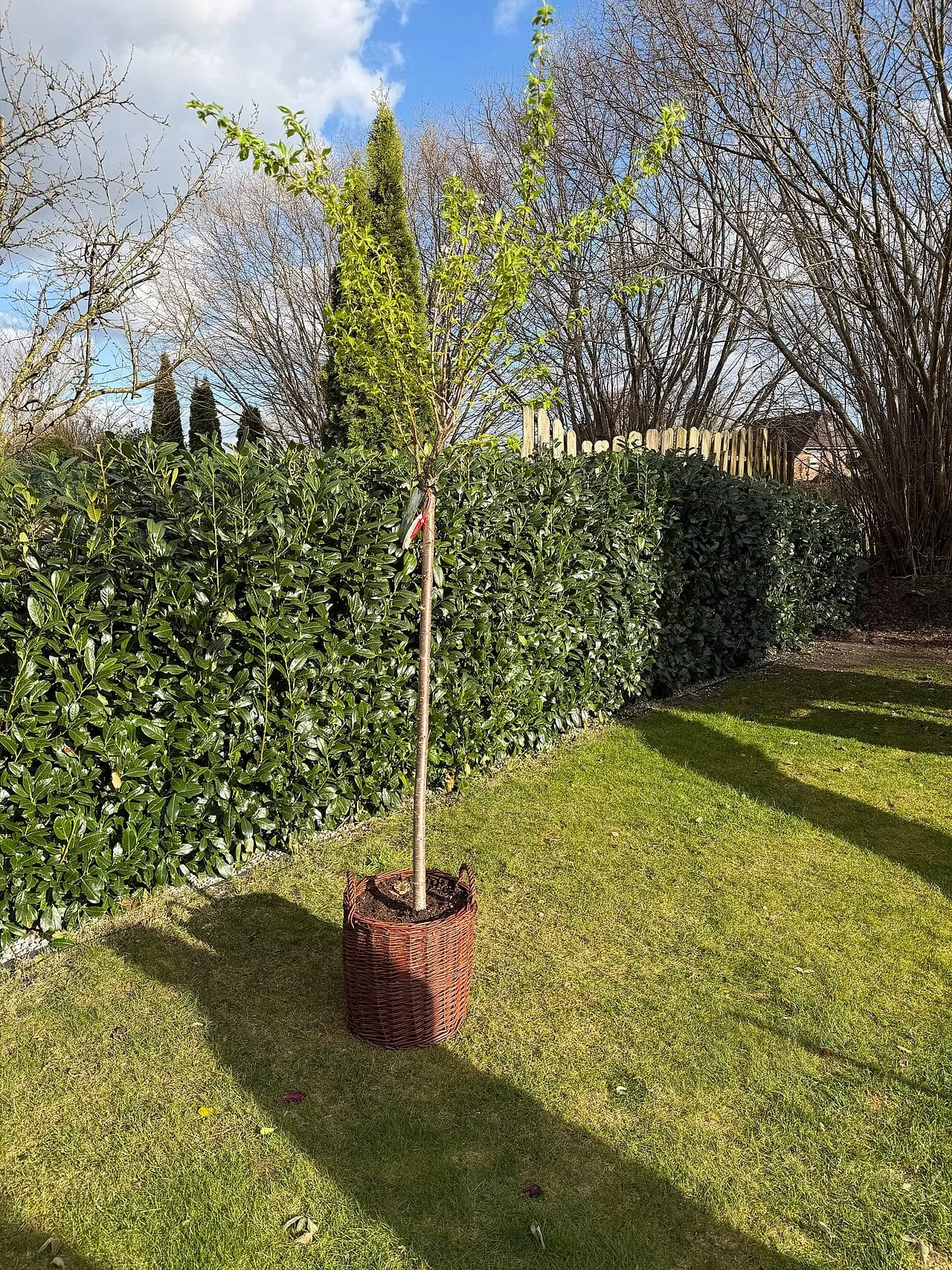 A young cherry tree in a woven container standing on a lawn beside a hedge, nursery label still tied to the trunk, waiting to be planted.