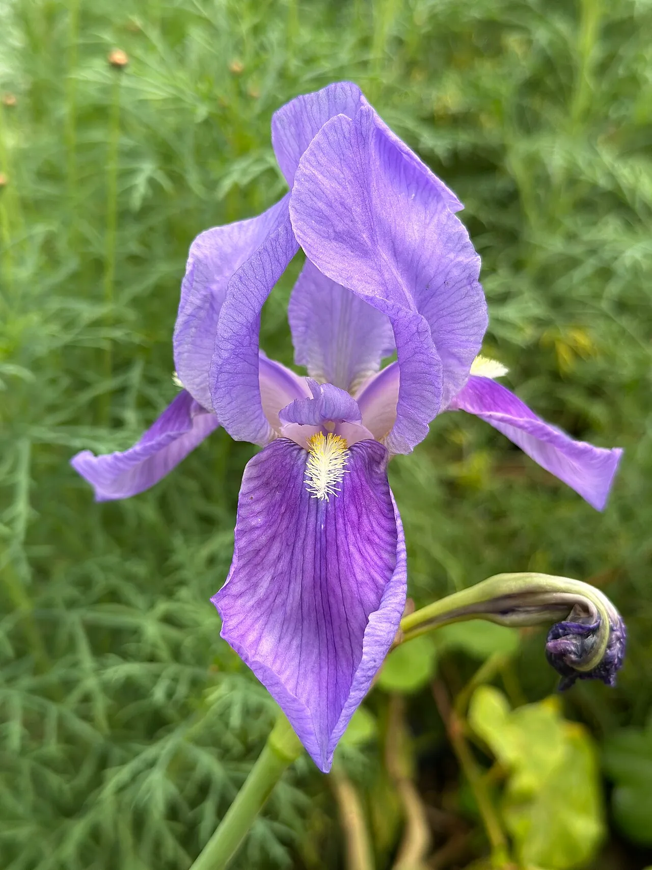 A single purple bearded iris flower showing three upright standards, three drooping falls, and the fuzzy yellow-white beard along the centre of the lower fall.
