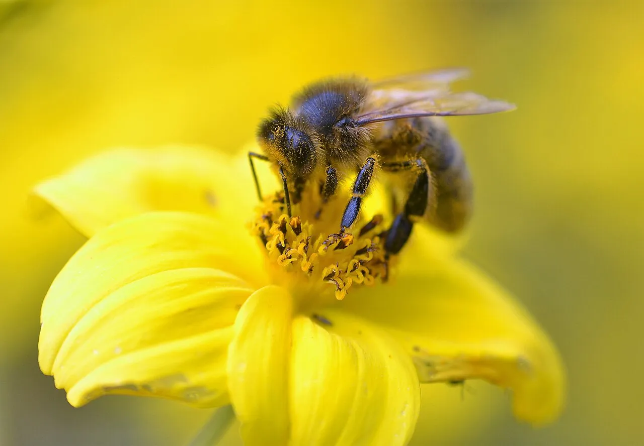 A honey bee dusted with pollen feeding at the centre of a bright yellow Bidens flower, its pollen baskets loaded, against a blurred yellow background.