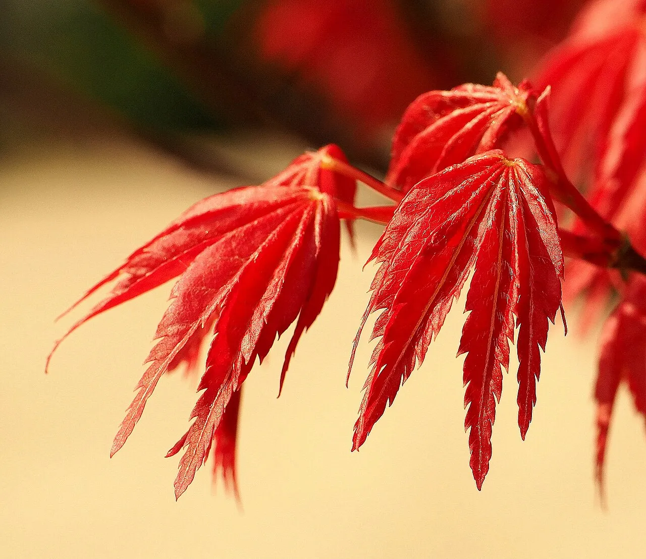 Deeply cut, sharply toothed red Japanese maple leaves hanging from a slender branch, backlit against a soft warm background.