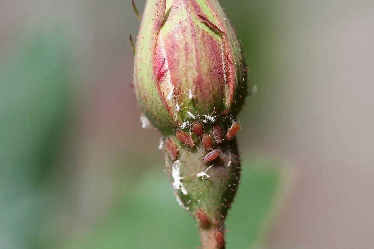 A cluster of small brown aphids packed around a rose bud, with several papery white cast skins caught among them.