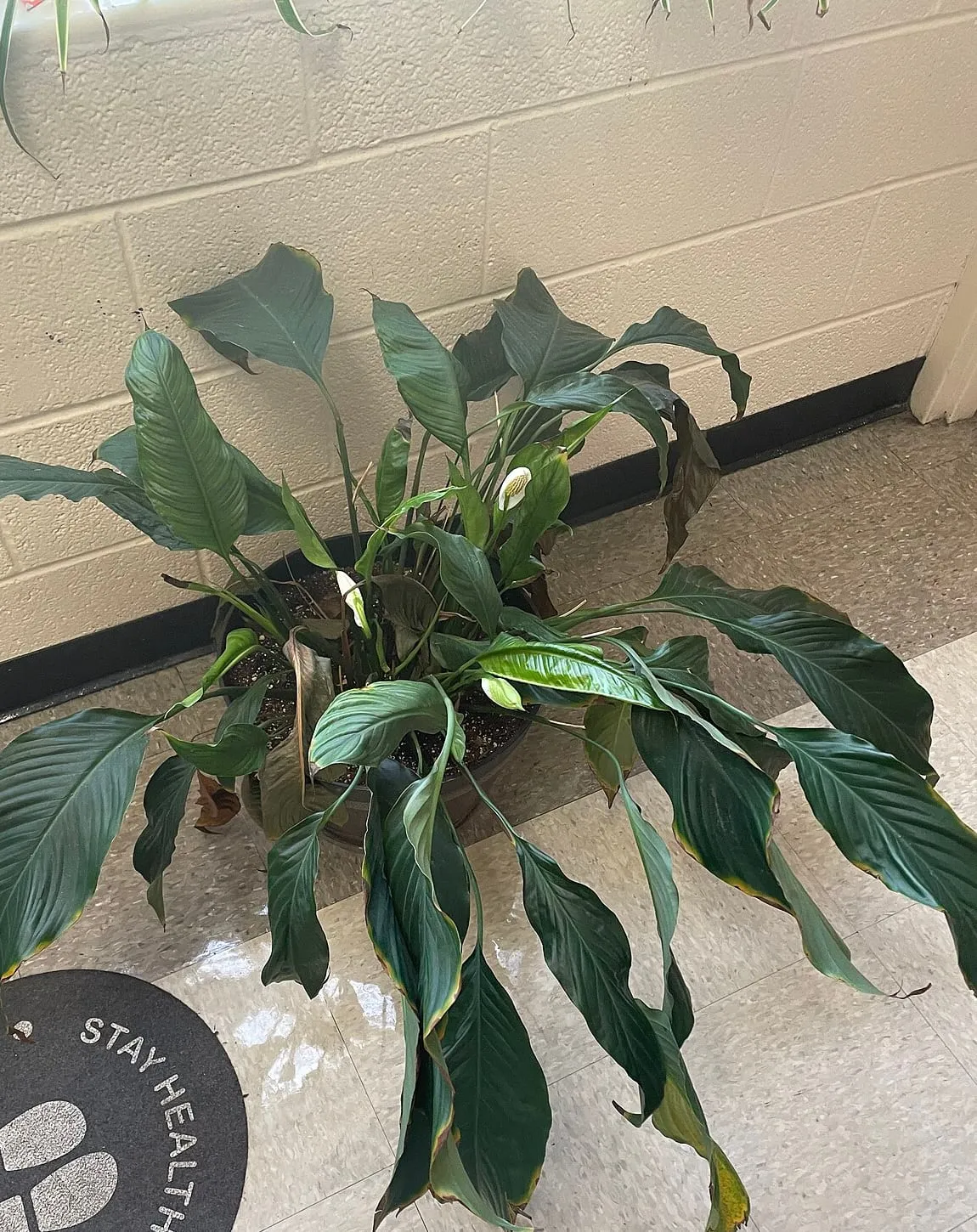 A potted peace lily with its leaves splayed outward and hanging down, several showing yellow and brown edges, two white spathes still open.