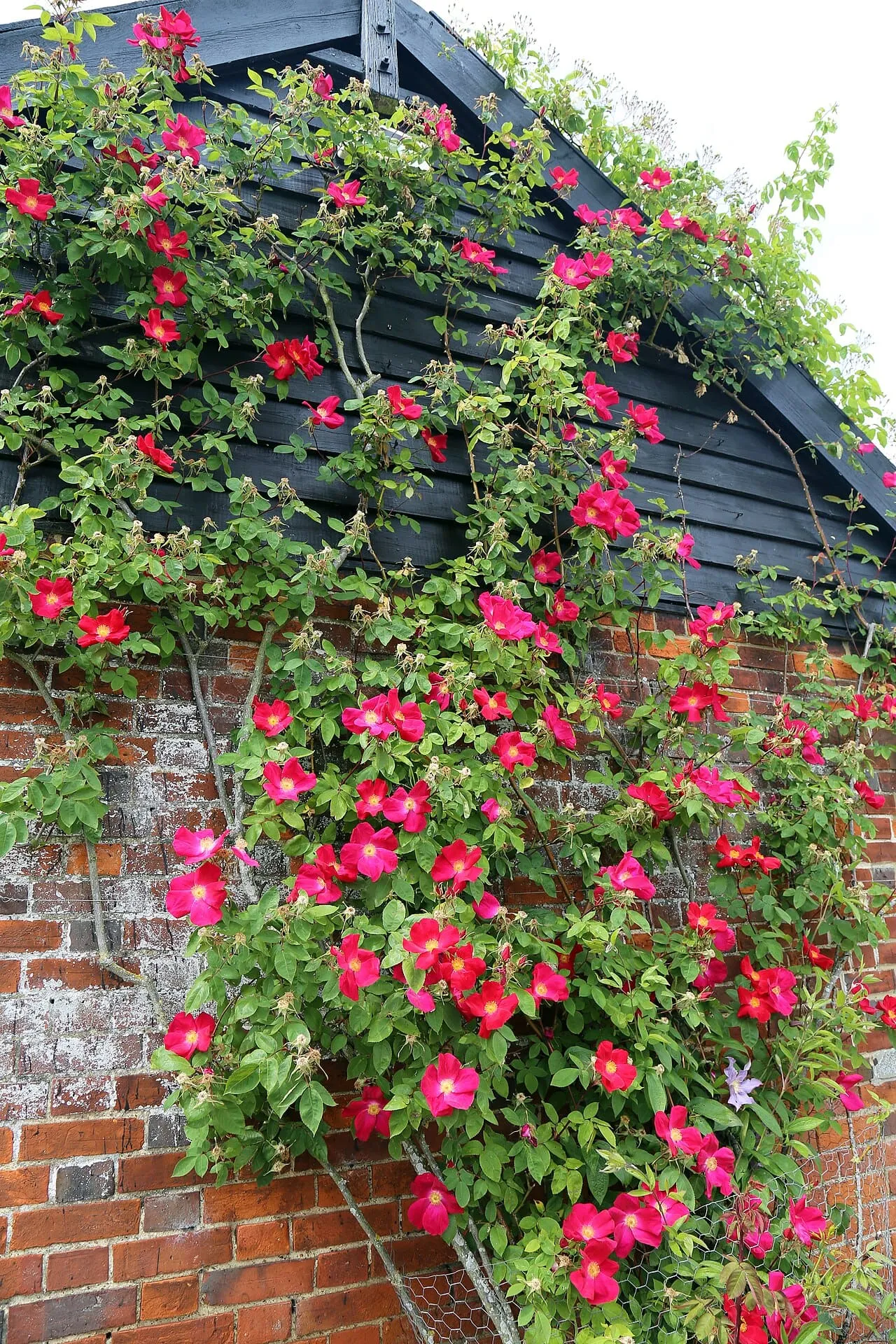 A climbing rose trained across a brick wall, its main canes fanned out roughly horizontally and covered in deep pink single flowers along their whole length.