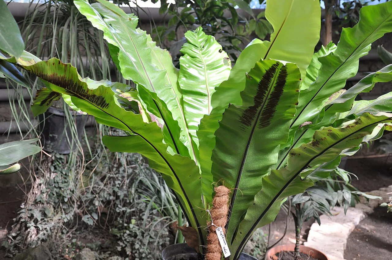 A large bird's nest fern with broad undivided wavy-edged fronds radiating from a central rosette, two fronds showing dark brown linear spore cases along their backs.