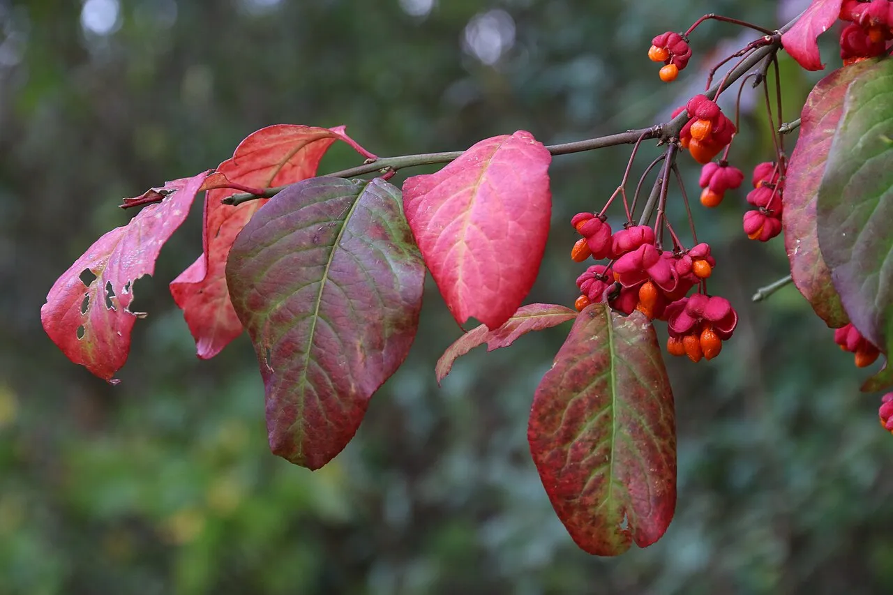A burning bush branch in autumn with pink-red leaves and clusters of split pink capsules revealing bright orange seeds.