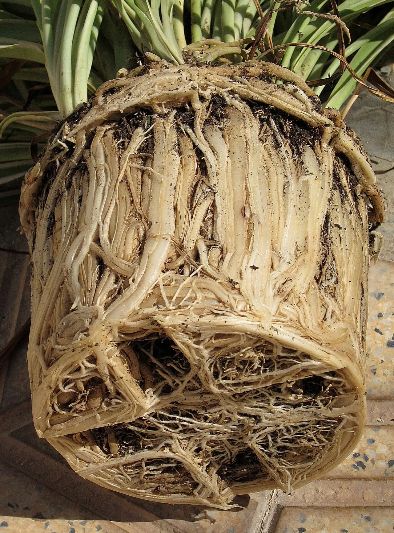 A spider plant lifted out of its pot, showing a dense mass of firm, pale cream roots wound tightly around the shape of the pot.