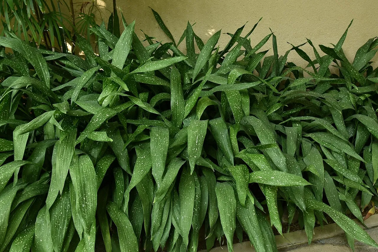 A dense planting of cast iron plant with long upright dark green lance-shaped leaves flecked with white, growing in shade against a cream wall.