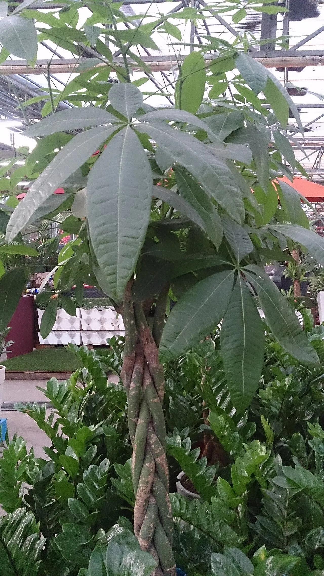 A money tree with five slender trunks braided together below a canopy of large palmate leaves, each with five to seven leaflets radiating from a central point.