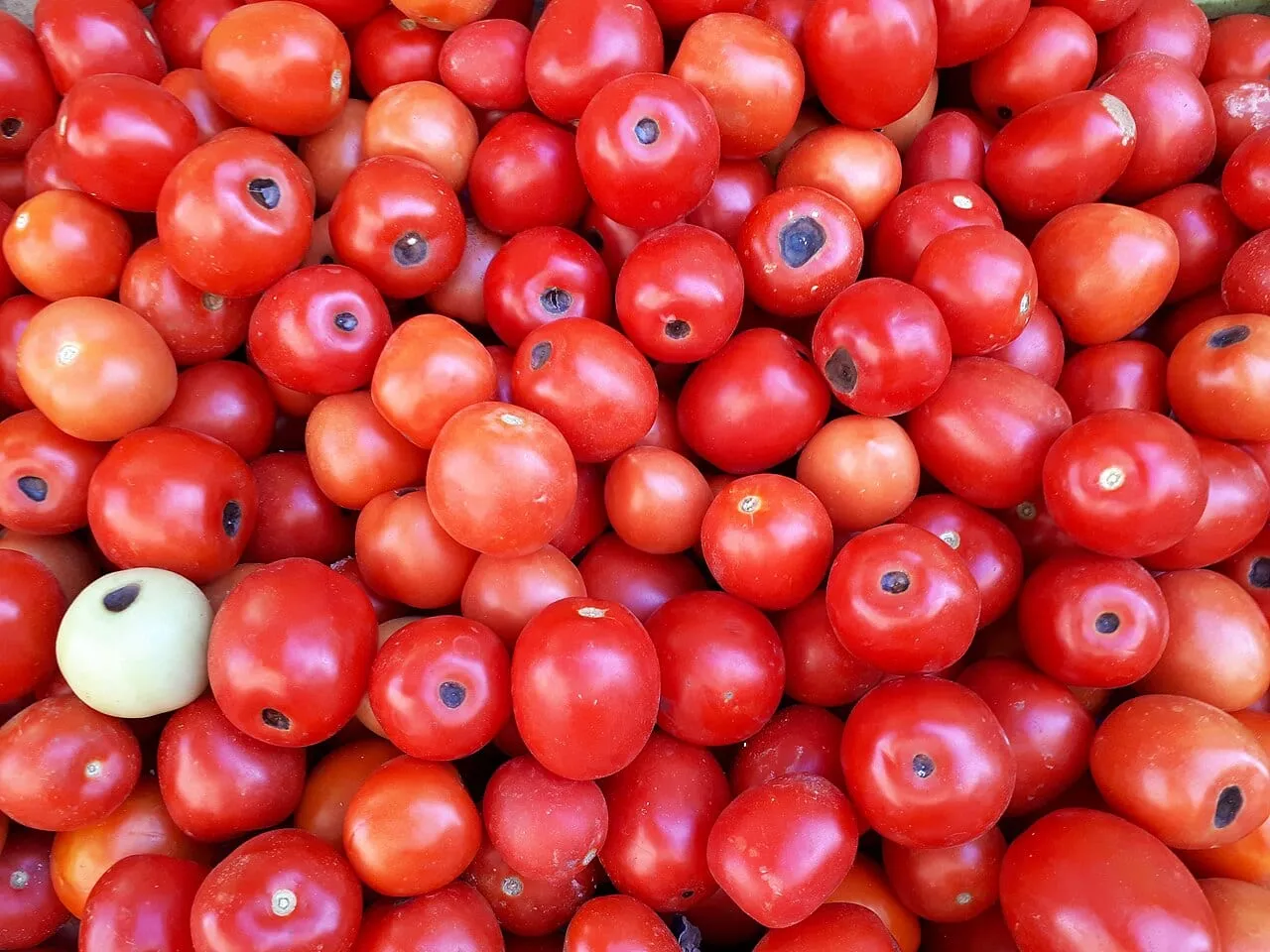 A pile of ripe red tomatoes, most bearing a sunken dark brown-black patch at the blossom end opposite the stem.