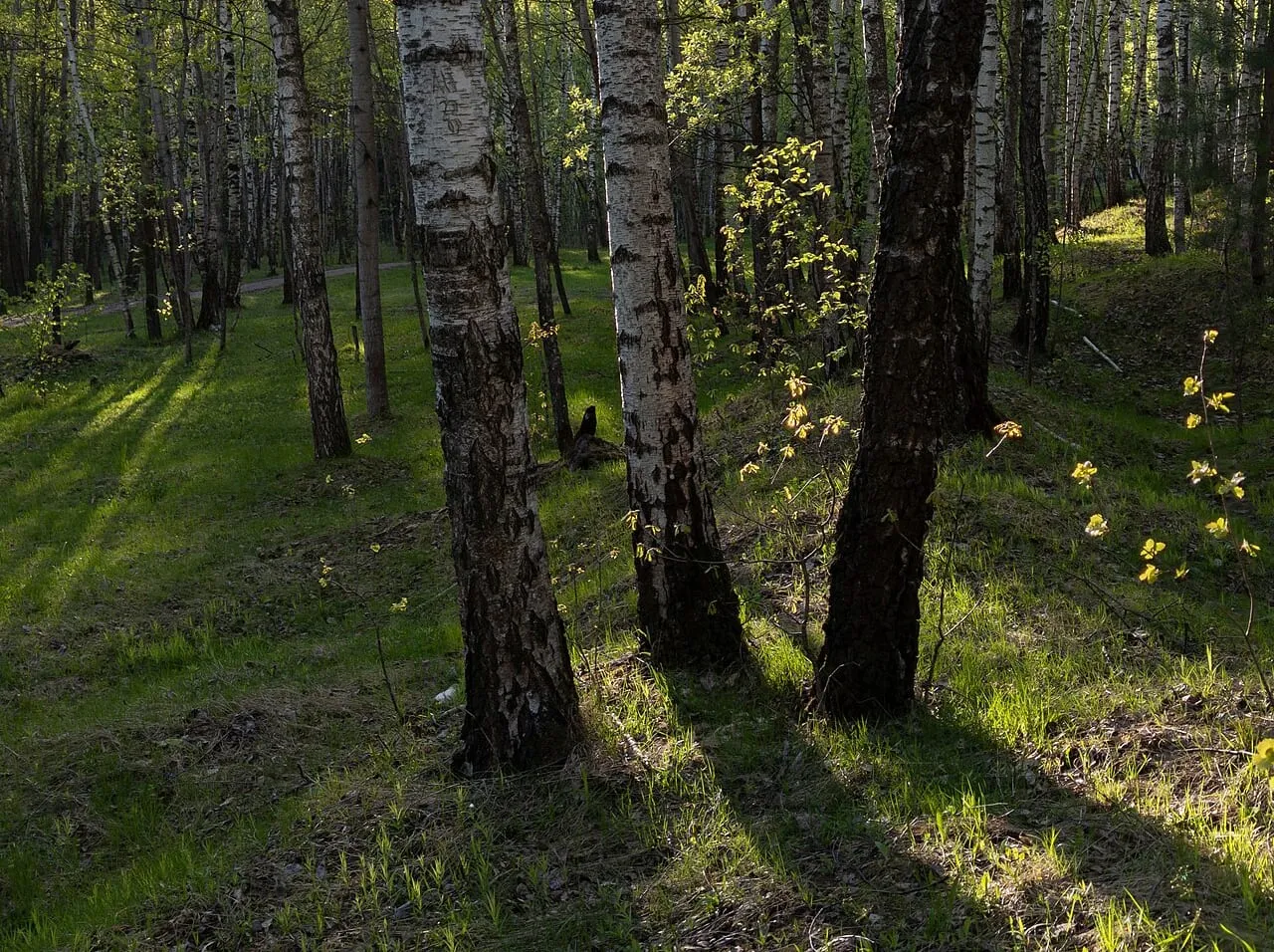 Low sunlight through a stand of birch trees, casting long shadows across grass and leaf litter.