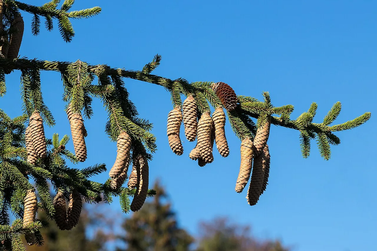 A Norway spruce branch against a clear blue sky, hung with a dozen long cylindrical brown cones dangling below dark green needled shoots.