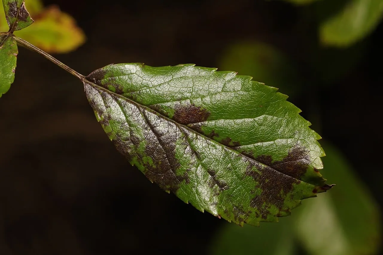 A single rose leaflet against a dark background, marked with dark irregular lesions and yellowing at the edges.