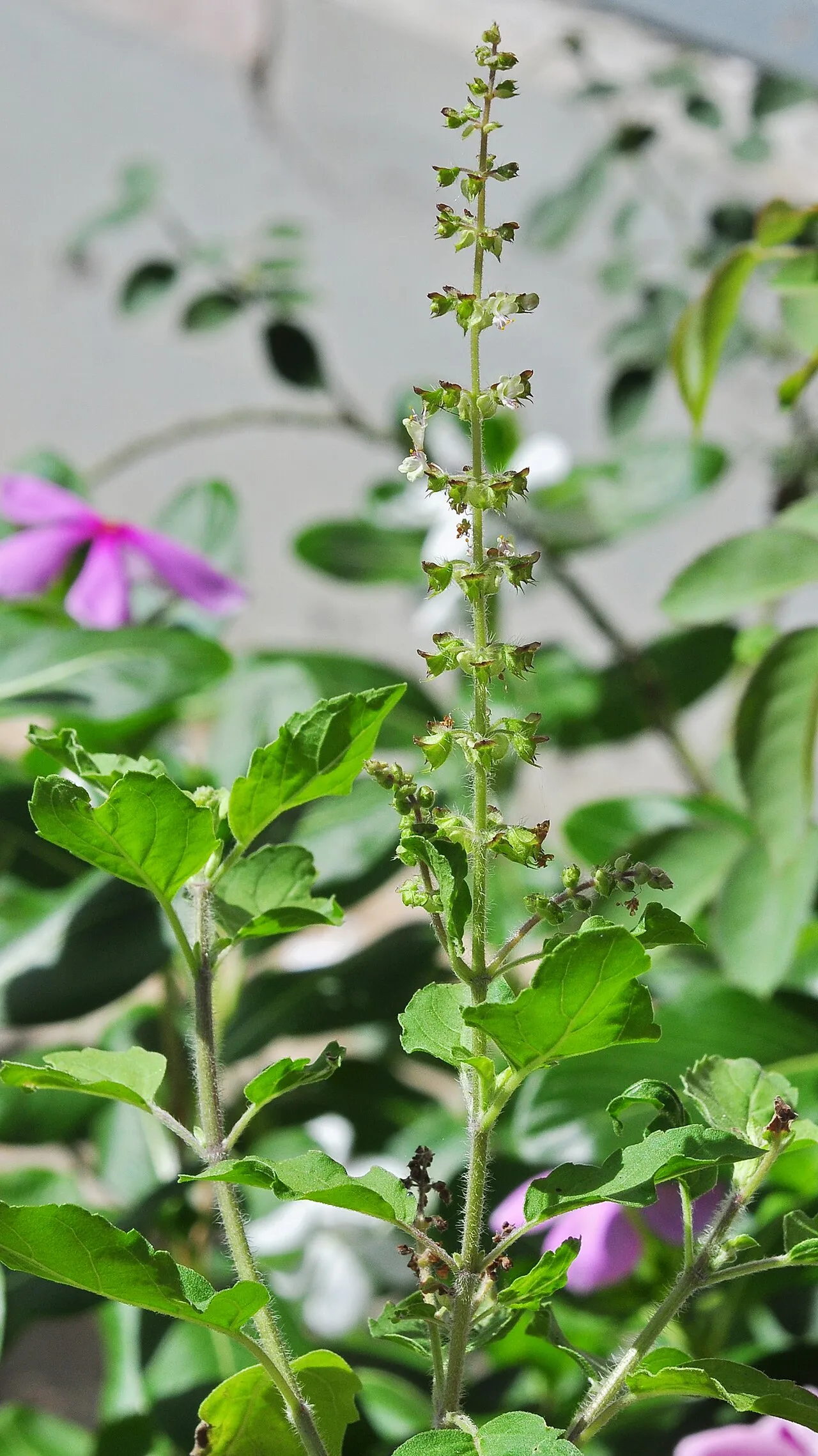 A holy basil plant with hairy stems, toothed green leaves, and an upright terminal spike of small whorled flowers with purple-brown bracts.