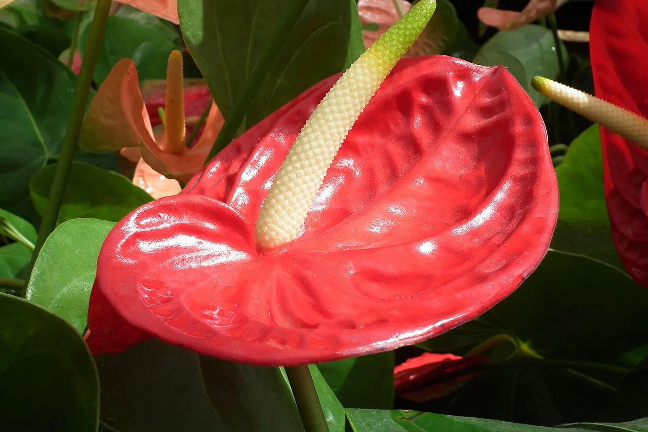 A glossy red anthurium spathe with a pale cream spadix rising from its centre, surrounded by dark green leaves.