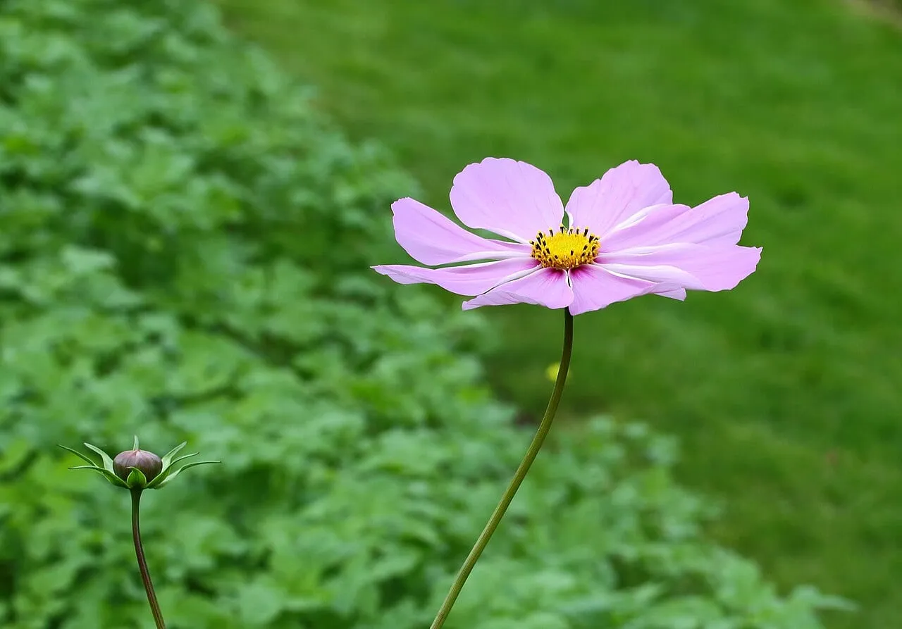 Pink and white cosmos flowers in bloom against green feathery foliage.