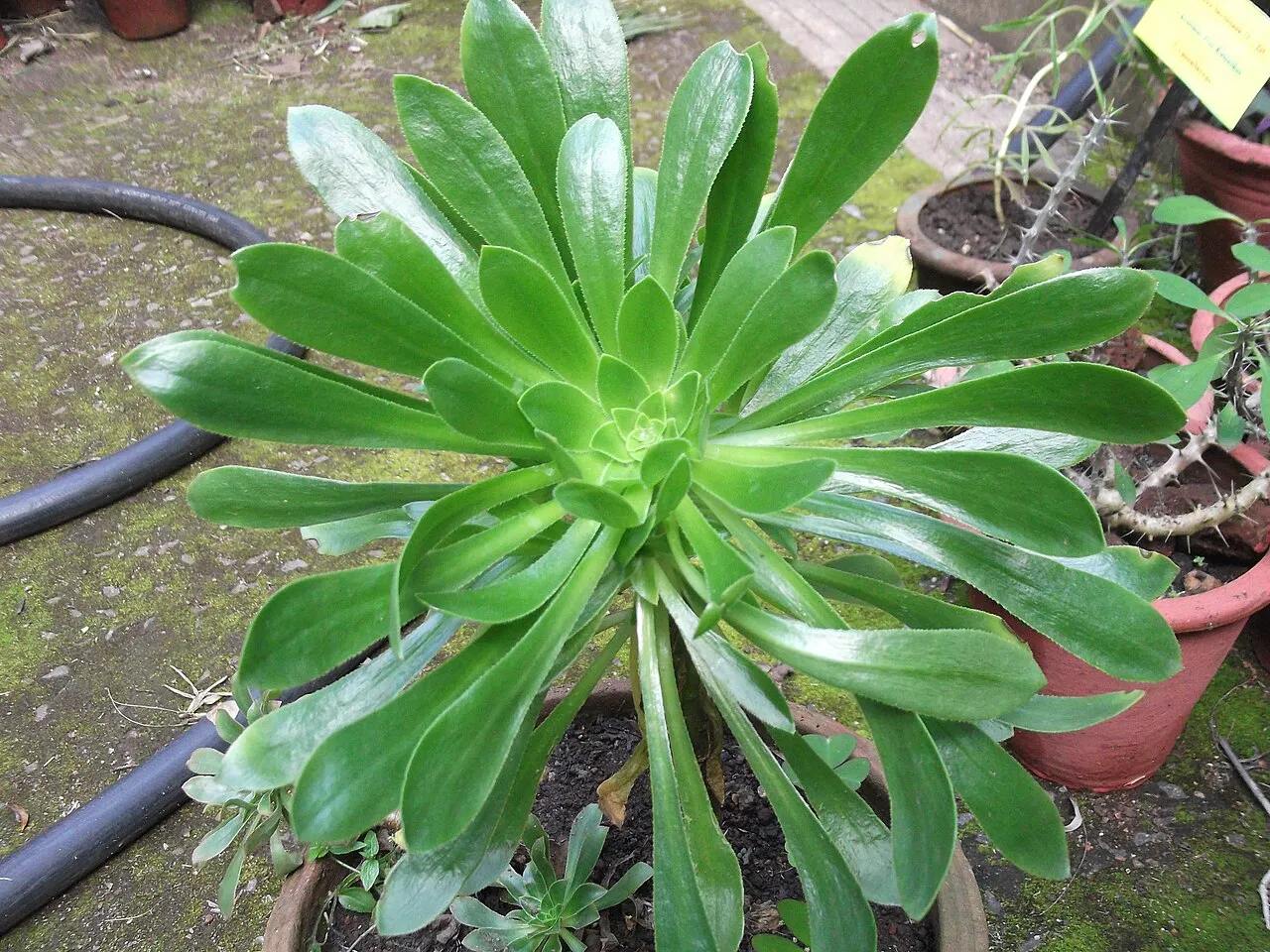 A large aeonium rosette viewed from above, with flat spoon-shaped glossy green leaves arranged in a symmetrical spiral on a short woody stem, growing in a pot.