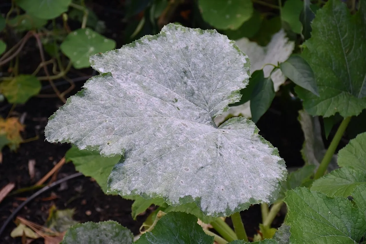 A squash leaf coated in white powdery mildew across its upper surface, with patches spread and merged; surrounding leaves still green.