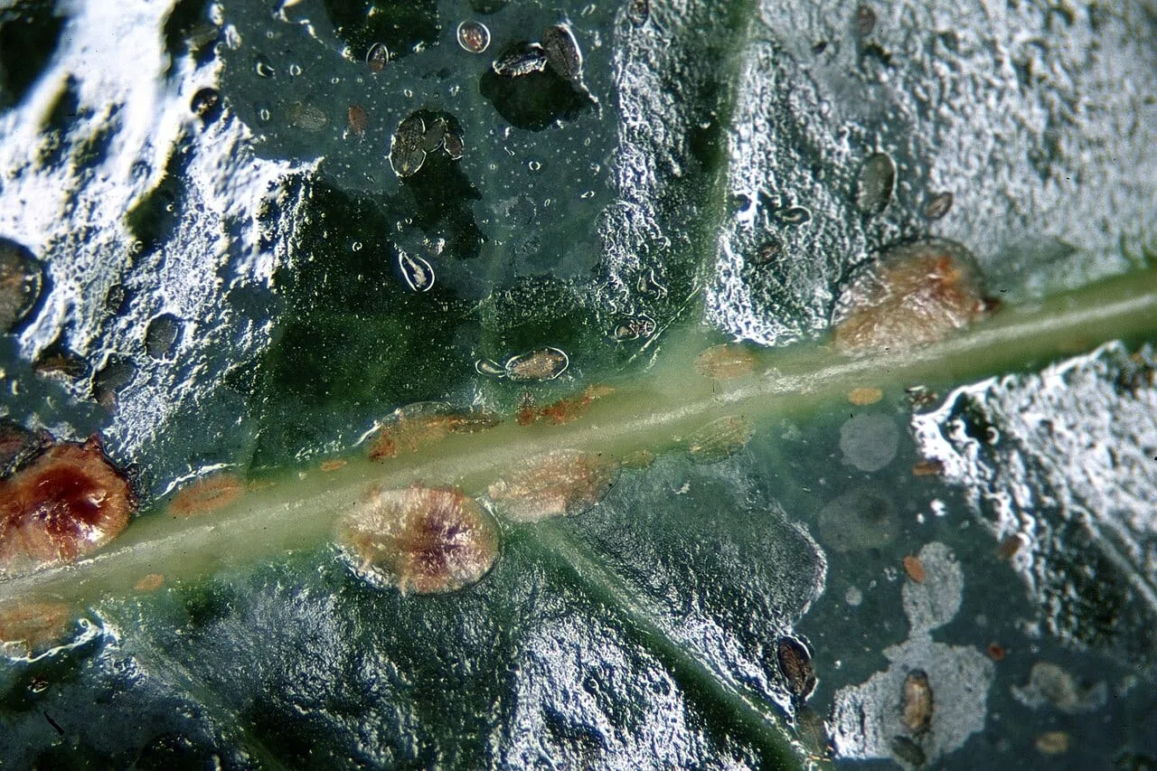 Brown soft scale insects of several sizes attached along the midrib of a glossy Ficus leaf, the leaf surface slick with honeydew.
