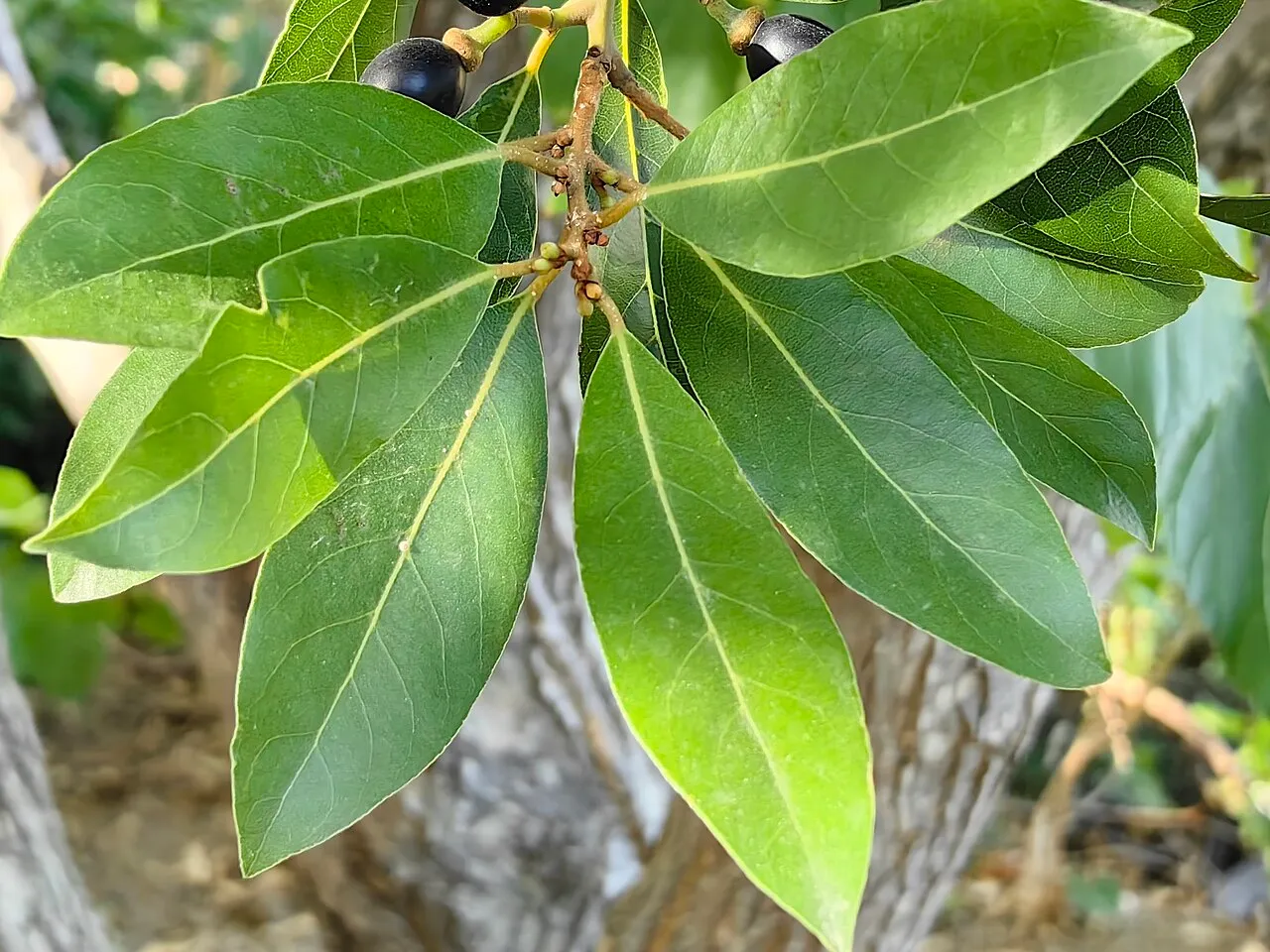 Glossy dark green bay laurel leaves with wavy margins and prominent midribs hanging from a woody twig, with two ripe black berries above them.