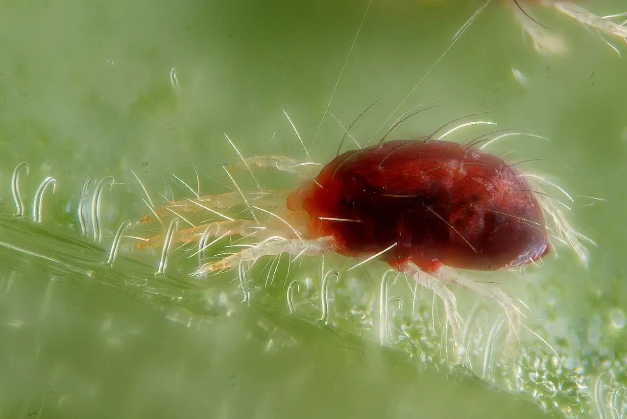 Extreme macro of a red-bodied two-spotted spider mite on a green leaf surface, with fine silk threads running from its body.