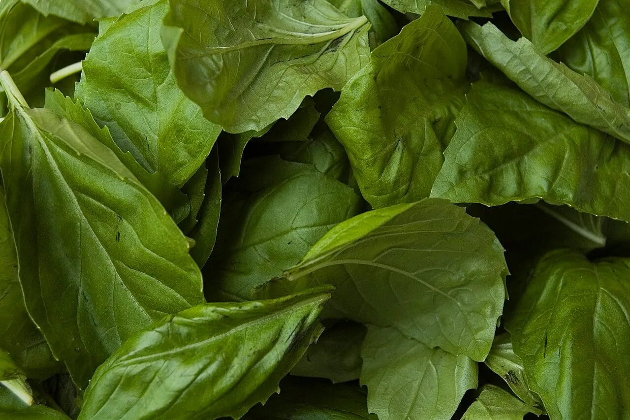 A pile of cut sweet basil leaves, several showing small dark flecks and blackened patches along the edges and veins.