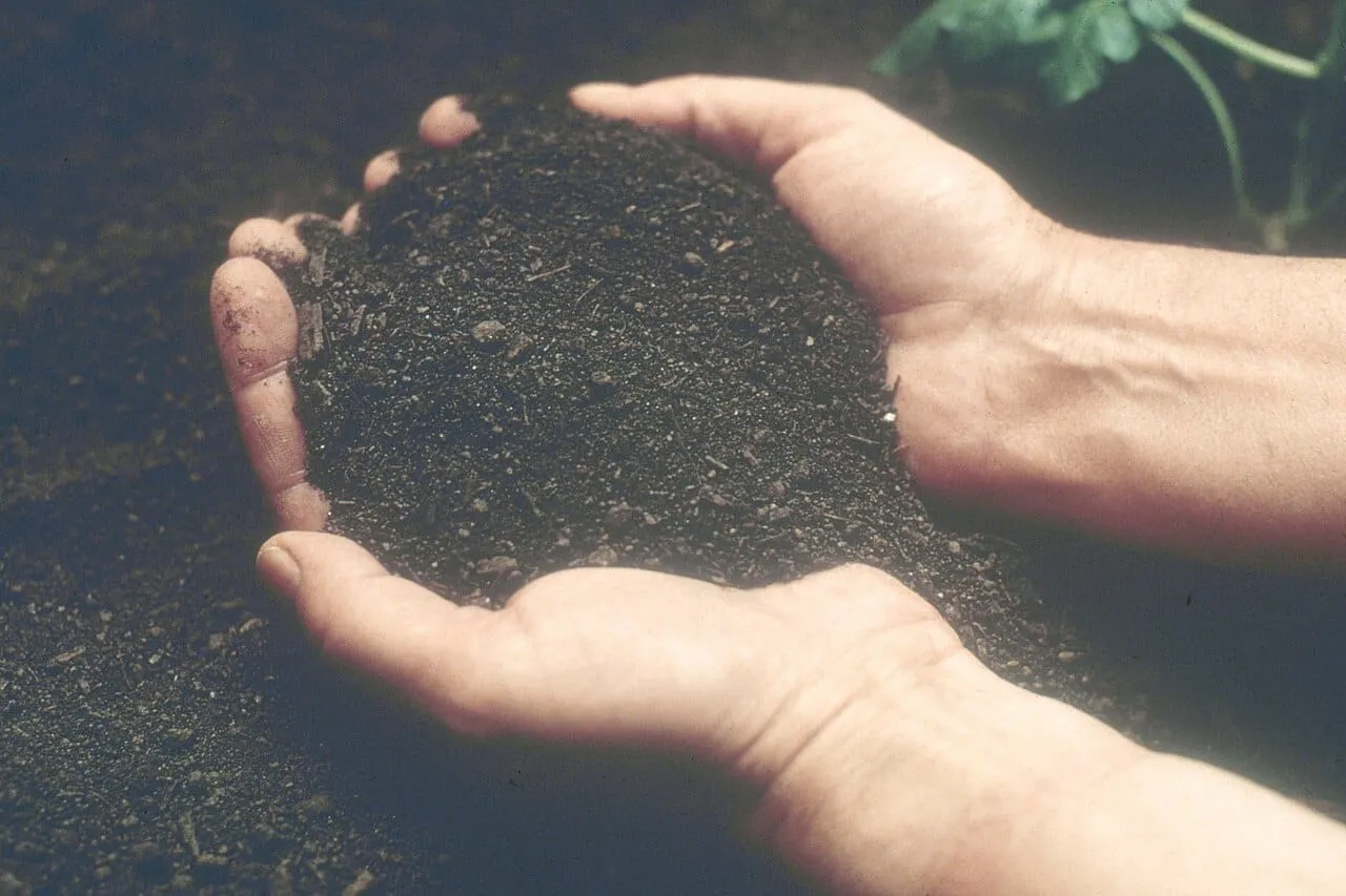 A soil scientist crouched in a field examining a soil core taken from an auger.