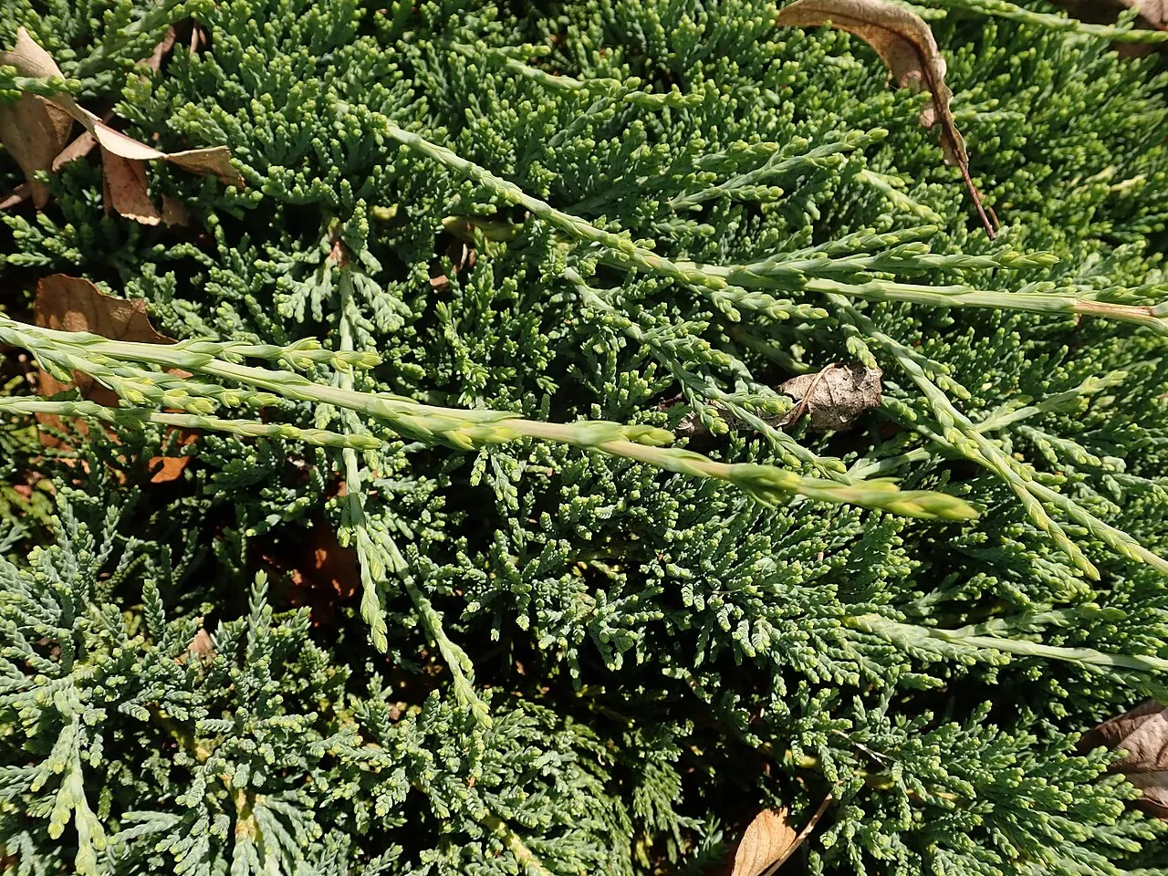 A dense mat of blue-green juniper foliage with long trailing runners crossing over the top, a few dry fallen leaves caught in the growth.