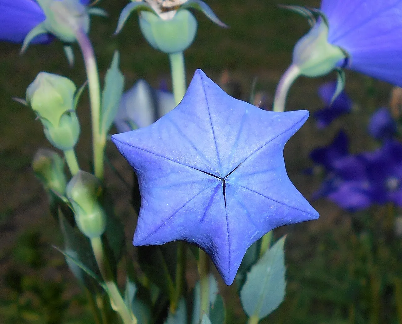 An unopened balloon flower bud, inflated into a five-angled blue-purple balloon shape, with more buds and an open flower blurred behind it.