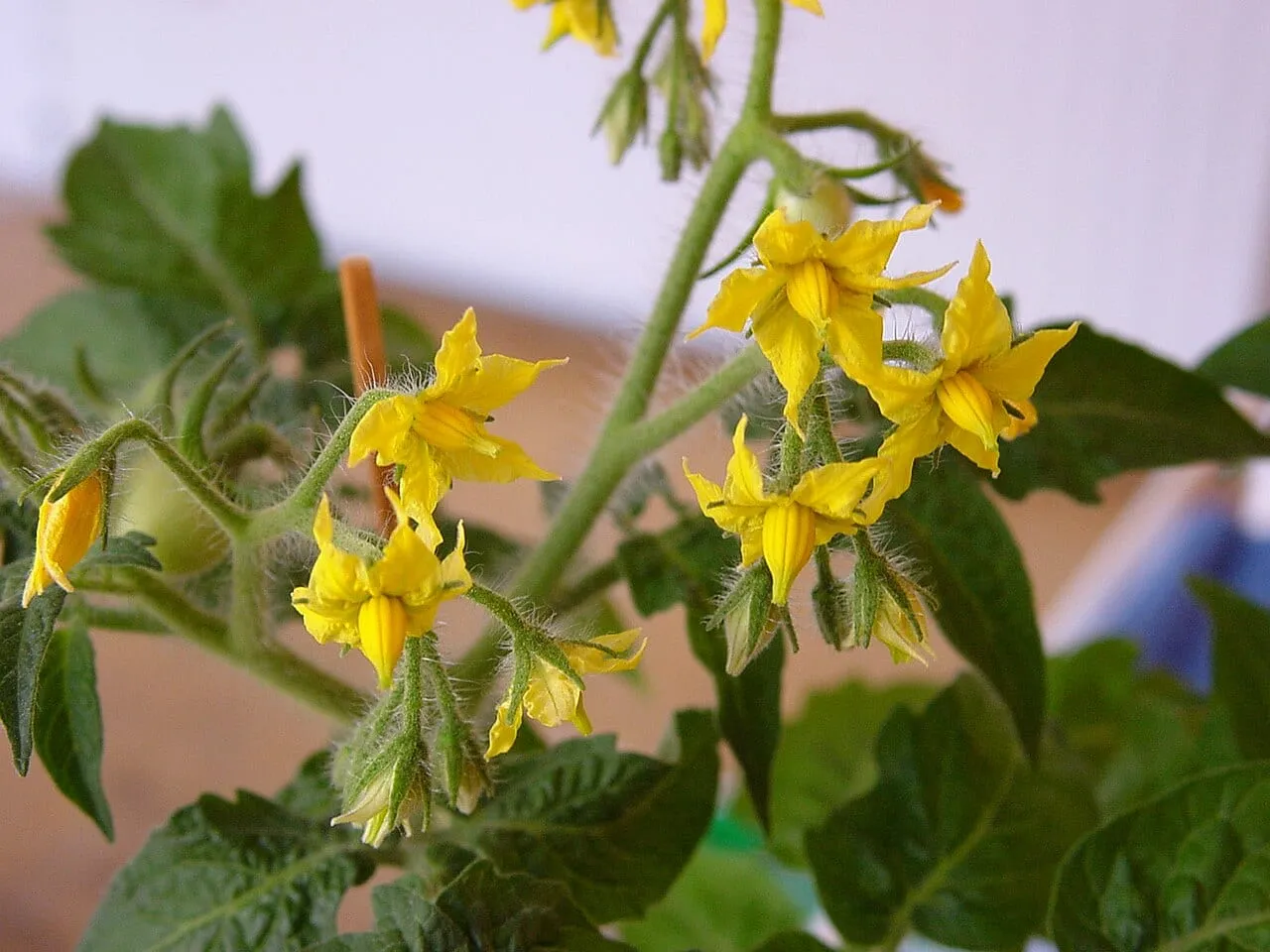 Two trusses of yellow tomato flowers with prominent central anther cones, on a hairy green stem.