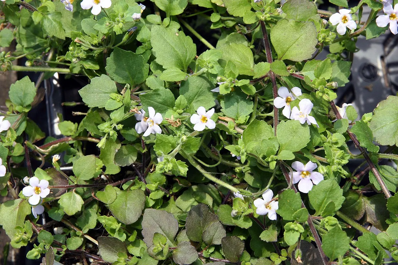 A sprawling mat of bacopa with small scalloped green leaves on reddish trailing stems, scattered with five-petalled white flowers with yellow throats.